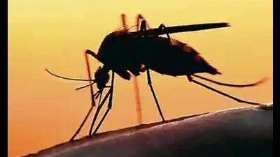 Lucknow reported 37 dengue cases on Friday. (Pic for representation)