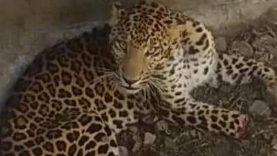 This leopard is a full-grown male, which we now know due to its large pugmark, said an official (REPRESENTATIVE PHOTO) This leopard is a full-grown male, which we now know due to its large pugmark, said an official (REPRESENTATIVE PHOTO)