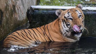 Madhya Pradesh Wildlife Board on Friday approved a new reserve for tigers of Panna Tiger Reserve (PTR). (PTI) Madhya Pradesh Wildlife Board on Friday approved a new reserve for tigers of Panna Tiger Reserve (PTR). (PTI)