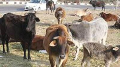 CM Basavaraj Bommai has ordered releasing  ₹13 crore for the treatment and vaccination of cattle suffering from lumpy skin disease (HT Archives)