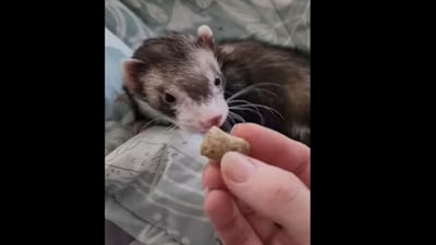 Ferret wakes up for his favourite snack. (Instagram/@fuffyferrets)