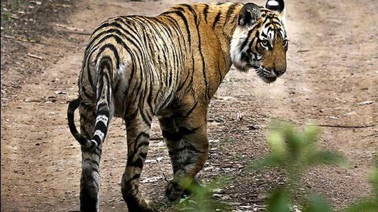 WWF India representatives said the country is also extremely vulnerable to massive biodiversity loss. (FILE)