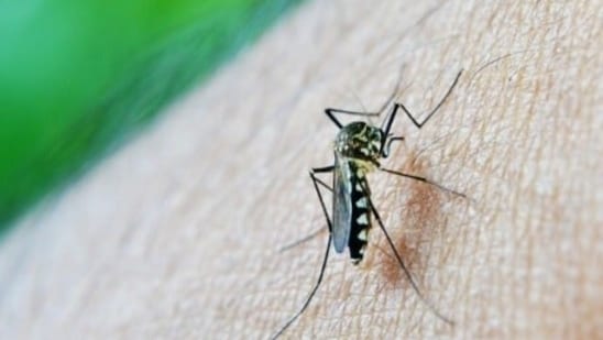A newer variant of dengue, DENV-2 has been causing rapid surve in cases in variour cities (HT PHOTO)