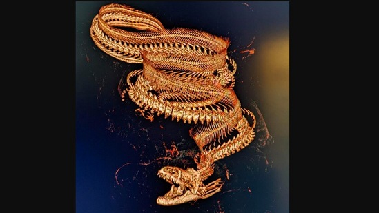 The image, taken from the Instagram post, shows the 30-year-old eel's CT scan image.(Instagram/@ptdefiancezoo)