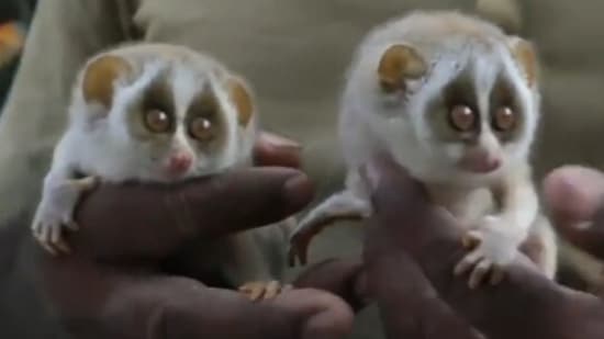 These animals in this video recently made headlines in India. Can you name  them? | Trending - Hindustan Times