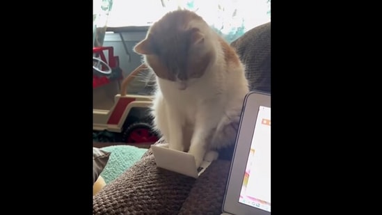 Cat working on laptop.(Instagram/@catsdoingthings)