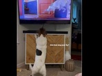 Dog gets excited to see the TV. Dog gets excited to see the TV.