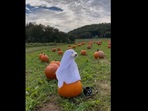 Dog dresses up as a ghost. Dog dresses up as a ghost.