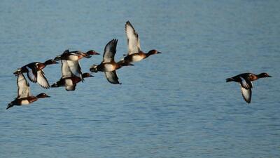 Ferruginous ducks in a wheeling flight over Sukhna lake. (PHOTO: LALIT MOHAN BANSAL) Ferruginous ducks in a wheeling flight over Sukhna lake. (PHOTO: LALIT MOHAN BANSAL)