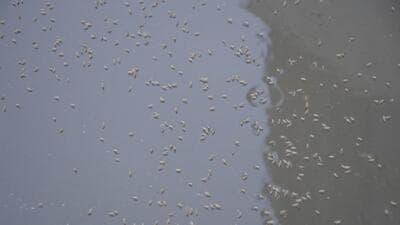 Ghaziabad, India – October 15, 2022: Mosquitoes swarm the surface of water at the Sai Park, in Ghaziabad, India, On October 15, 2022. (Photo by Sakib Ali/ Hindustan Times)