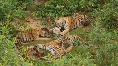 The image, taken from the Twitter video, shows the tigress enjoying a ‘sumptuous meal’ with her five cubs. (Twitter/@susantananda3)