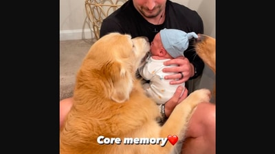 The image, taken from the Instagram video, shows the Golden Retrievers meeting a newborn baby. (Instagram/@hdbrosriley)