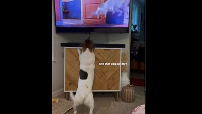 Dog gets excited to see the TV. (Instagram/@den_and_dex ) Dog gets excited to see the TV. (Instagram/@den_and_dex )