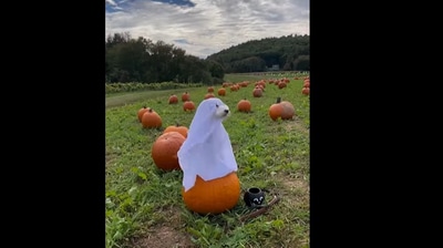 Dog dresses up as a ghost. (Instagram/@traveldogtofu) Dog dresses up as a ghost. (Instagram/@traveldogtofu)
