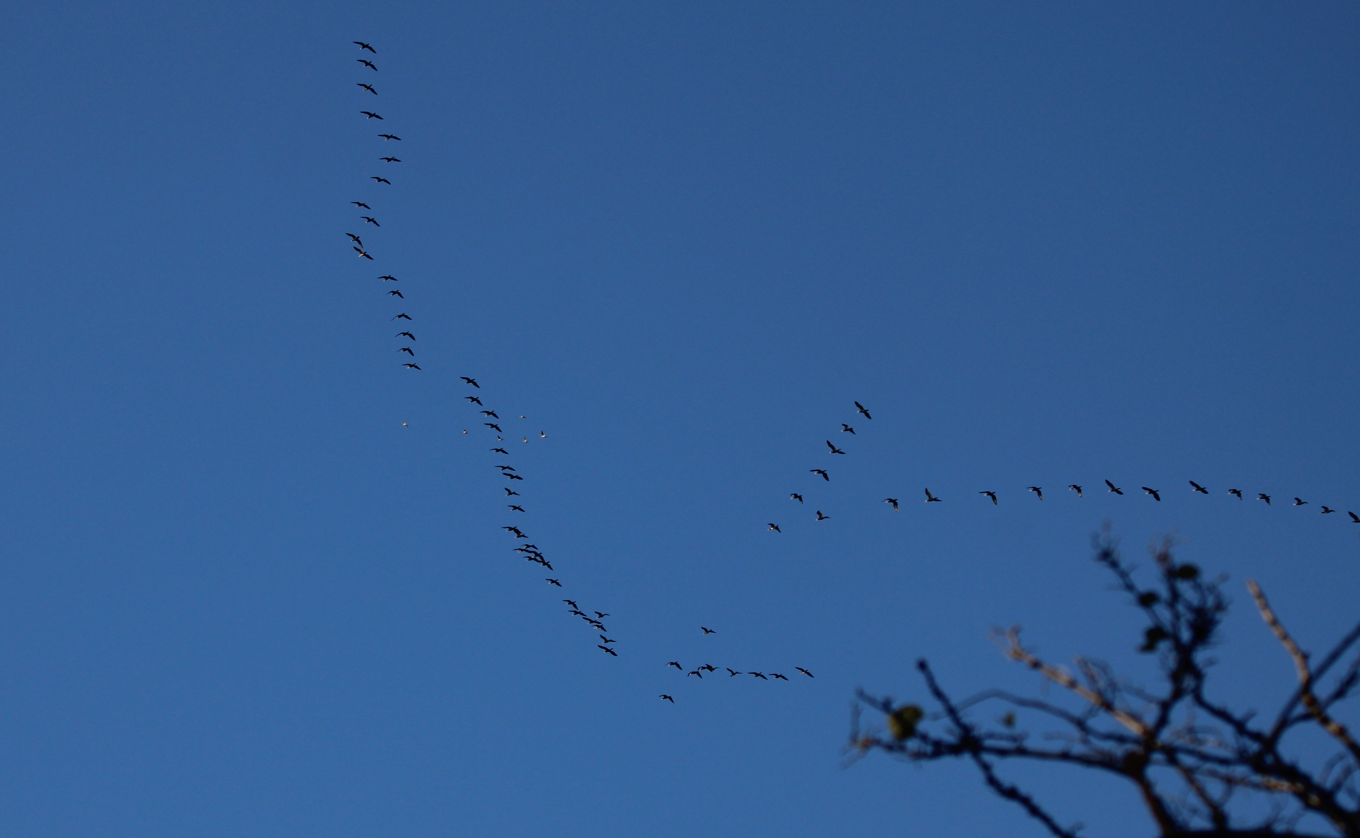 Great cormorants in classic migratory bird formations over Sukhna lake. (PHOTO: LALIT MOHAN BANSAL) Great cormorants in classic migratory bird formations over Sukhna lake. (PHOTO: LALIT MOHAN BANSAL)