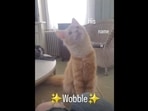 The image, taken from the viral video, shows the cat wobbling his head. (Instagram/@cats_of_instagram) The image, taken from the viral video, shows the cat wobbling his head. (Instagram/@cats_of_instagram)
