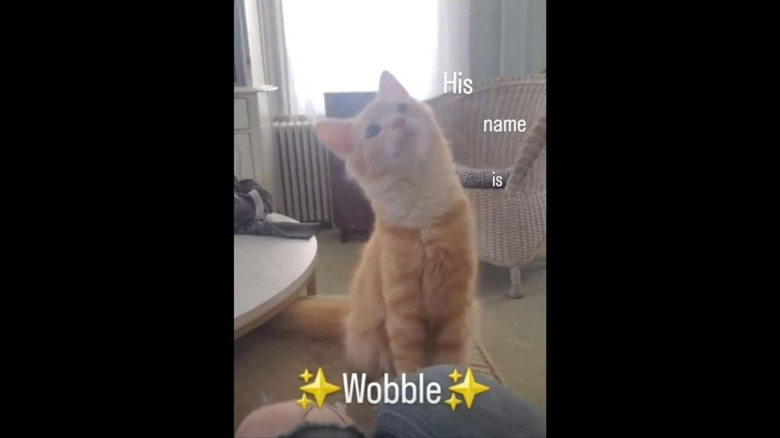 video-of-cute-cat-bobbling-his-head-will-ward-off-your-monday-blues-watch