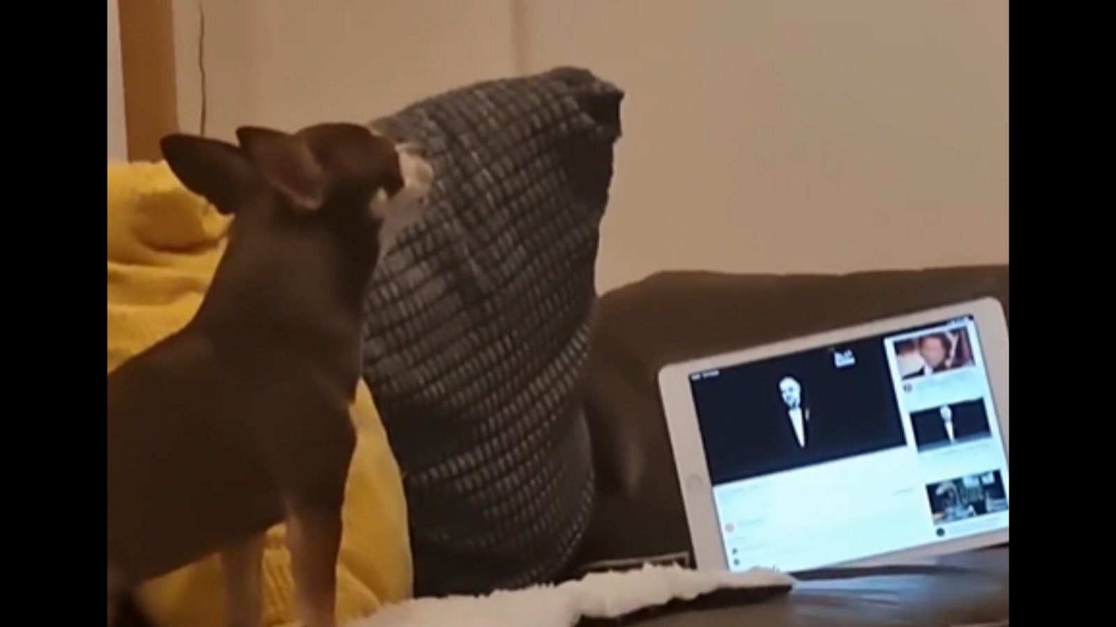 Chihuahua sings along the theme of The Godfather. Watch hilarious video