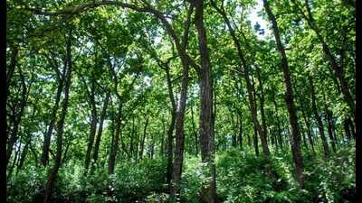 SSP Prayagraj Shailesh Kumar Pandey said that questioning of locals revealed that the place where the incident took place was forest area. (Pic for representation)