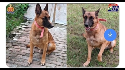 Johny, a UP police canine officer (HT Photo) Johny, a UP police canine officer (HT Photo)
