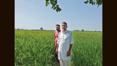 Hira Singh and Gurlal Singhin their farm in Sirsa’s Begu village. (HT Photo) Hira Singh and Gurlal Singhin their farm in Sirsa’s Begu village. (HT Photo)