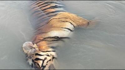 As per the initial investigation, the animal might have drowned but the exact cause can be ascertained only after post-mortem, an official familiar with the developments said. (Representational photo) As per the initial investigation, the animal might have drowned but the exact cause can be ascertained only after post-mortem, an official familiar with the developments said. (Representational photo)