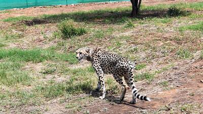 The eight cheetahs from Namibia have acclimatised and adapted well to their new home at Kuno National Park in Madhya Pradesh (ANI) The eight cheetahs from Namibia have acclimatised and adapted well to their new home at Kuno National Park in Madhya Pradesh (ANI)