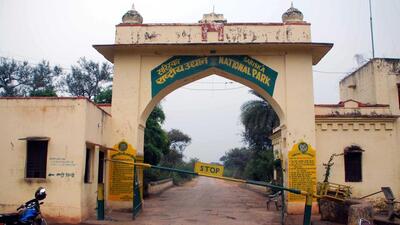 The shifting came at a time when the majority of the male and female tigers in Sariska have aged (HT file)