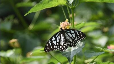 Butterfly census: 76 species spotted in Delhi’s biodiversity parks Butterfly census: 76 species spotted in Delhi’s biodiversity parks