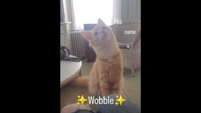 The image, taken from the viral video, shows the cat wobbling his head. (Instagram/@cats_of_instagram) The image, taken from the viral video, shows the cat wobbling his head. (Instagram/@cats_of_instagram)