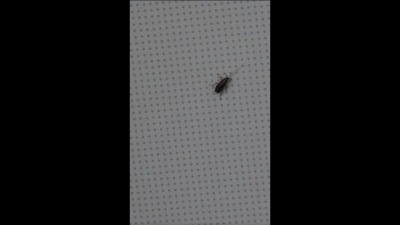 The image, taken from the video tweeted by Ricky Kej, shows cockroach on a Delhi-bound IndiGo flight. (Twitter/@rickykej) The image, taken from the video tweeted by Ricky Kej, shows cockroach on a Delhi-bound IndiGo flight. (Twitter/@rickykej)