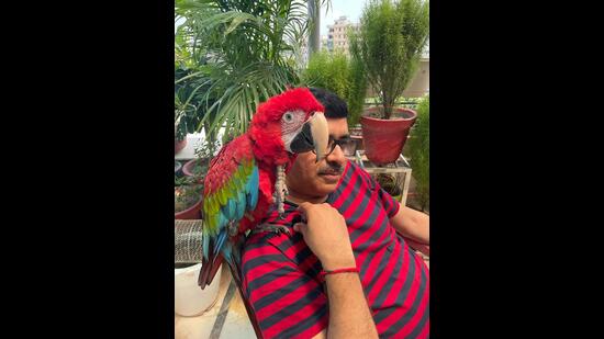 Lucknow-resident Sunil Pandey with Joy, the green-winged macaw (HT PHOTO)