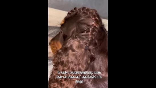Pet mom braids her dog's long fur, netizens love it. Watch viral video | Trending - Hindustan Times Pet mom braids her dog's long fur, netizens love it. Watch viral video | Trending - Hindustan Times