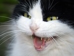 While we do our best to love and give care to our beloved pets, there are instances where our pets may end up hating us.(Pixabay) While we do our best to love and give care to our beloved pets, there are instances where our pets may end up hating us.(Pixabay)