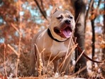 Pet-owners living in high rise complexes will have to use service lifts for taking their dogs out and make sure they wear a muzzle while in the public.(Pexels) Pet-owners living in high rise complexes will have to use service lifts for taking their dogs out and make sure they wear a muzzle while in the public.(Pexels)