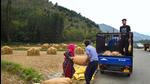 Farmers load a sack of rice grains into a truck in a field during harvest season, at Tral in Pulwama district of South Kashmir, on September 24. (PTI) Farmers load a sack of rice grains into a truck in a field during harvest season, at Tral in Pulwama district of South Kashmir, on September 24. (PTI)