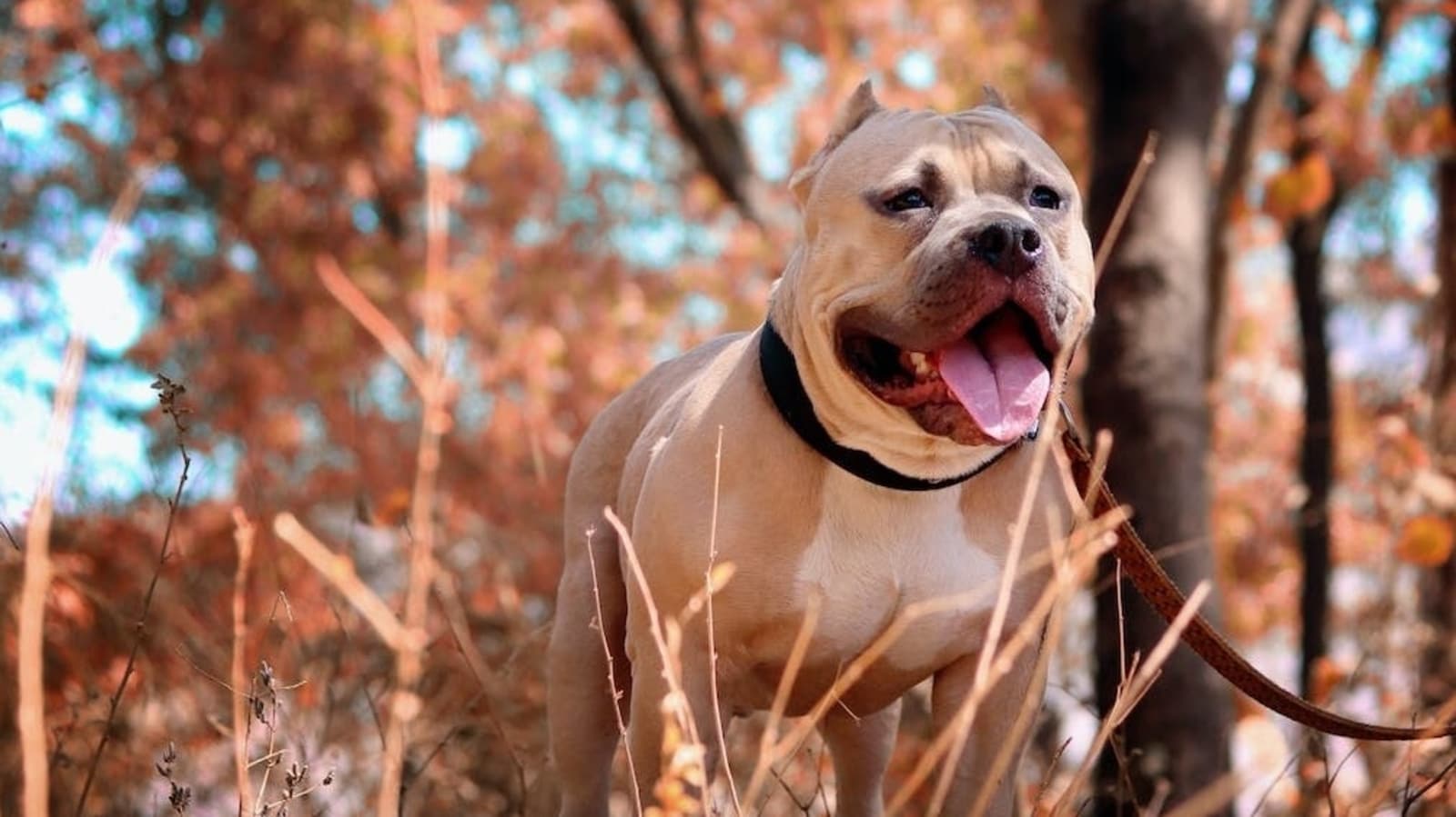 Pitbull, Rottweiler, Dogo Argentino dog breeds banned as pets in ...