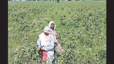 The cotton crop in several parts of Punjab and Haryana has failed due to poor quality seeds. (HT Photo) The cotton crop in several parts of Punjab and Haryana has failed due to poor quality seeds. (HT Photo)