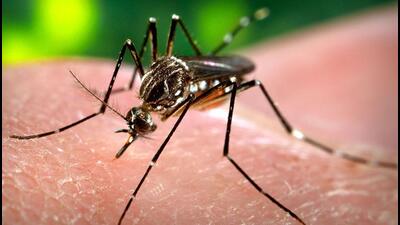 The cumulative figure of dengue cases is the worst since the corresponding period in 2017, when Delhi had recorded 2,884 dengue cases . (Representative image) The cumulative figure of dengue cases is the worst since the corresponding period in 2017, when Delhi had recorded 2,884 dengue cases . (Representative image)