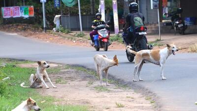 Sarpanch of a village in Andhra Pradesh’s Eluru was arrested with two others for allegedly fatally poisoning at least 18 stray dogs, (PTI)