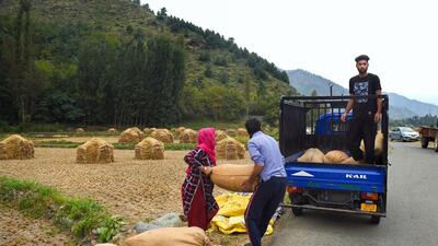 Farmers load a sack of rice grains into a truck in a field during harvest season, at Tral in Pulwama district of South Kashmir, on September 24. (PTI) Farmers load a sack of rice grains into a truck in a field during harvest season, at Tral in Pulwama district of South Kashmir, on September 24. (PTI)
