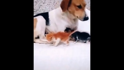 The image, taken from the video shared by VVS Laxman, shows the dog taking care of kittens after mama cat died.&nbsp; (Twitter/@VVSLaxman281)