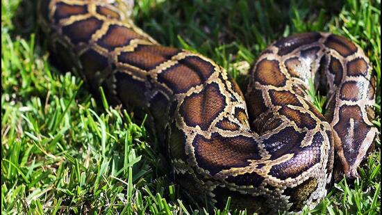 UP forest dept rescues giant python from under school bus, video viral ...