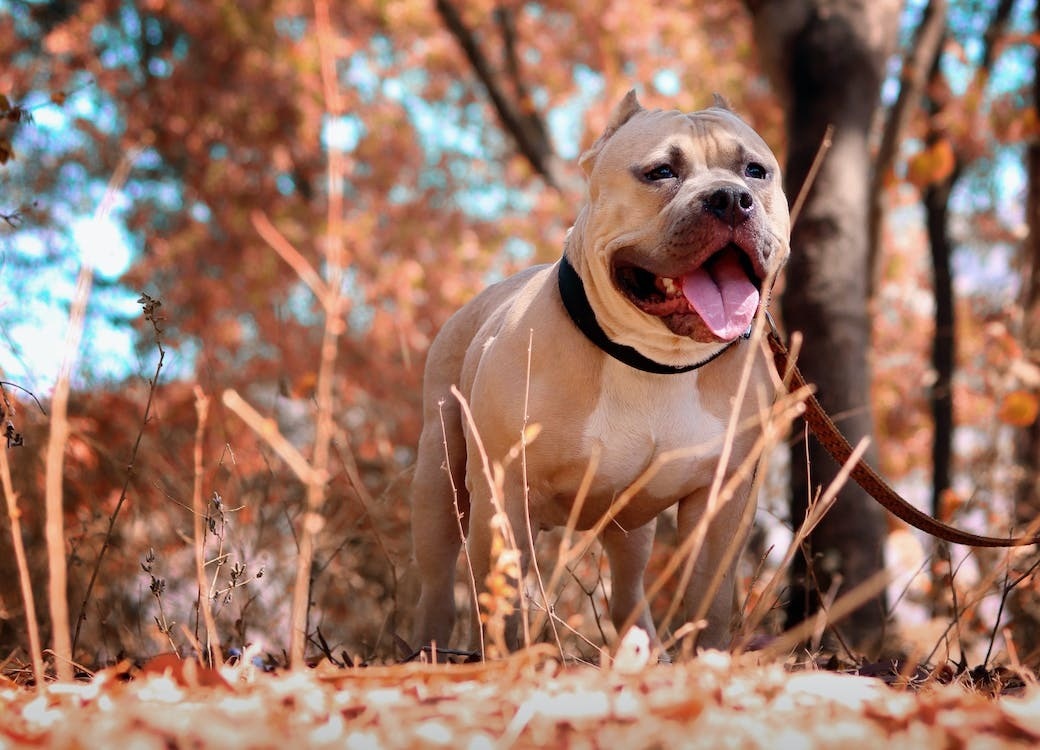 Pet-owners living in high rise complexes will have to use service lifts for taking their dogs out and make sure they wear a muzzle while in the public. (Pexels) Pet-owners living in high rise complexes will have to use service lifts for taking their dogs out and make sure they wear a muzzle while in the public. (Pexels)