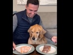 Dog waits for food.&nbsp;