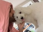 Kartik Aaryan kisses pup Katori Aaryan. Kartik Aaryan kisses pup Katori Aaryan.