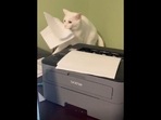 The pet cat can be seen stealing the human’s homework from the printer. (Reddit/@goddam_kale) The pet cat can be seen stealing the human’s homework from the printer. (Reddit/@goddam_kale)