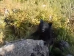 The image, taken from the viral YouTube video, shows the bear that attacked the climber.