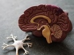 Molecule in brain can boost body's ability to fight Alzheimer's(Unsplash) Molecule in brain can boost body's ability to fight Alzheimer's(Unsplash)