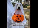 Golden retriever dog in a Halloween costume.